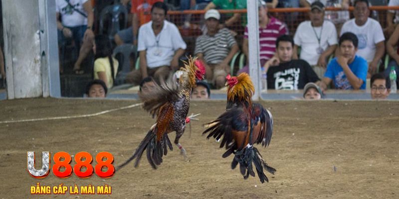 luck8 đăng nhập mậu binh khuyến mãi