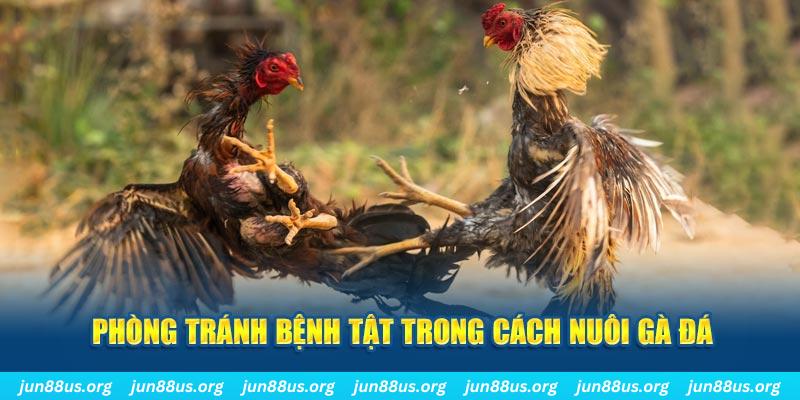 luck8 Bài Poker Bonus